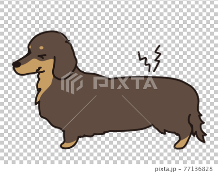 椎間板ヘルニア 痛がる犬 ダックスフンドのイラスト素材