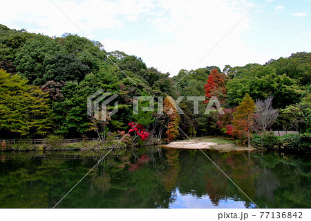 兵庫県立甲山森林公園のみくるま池　緑の木々の中で赤が鮮やかな紅葉 77136842