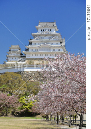 桜の姫山公園より姫路城を望む【縦】 77136844
