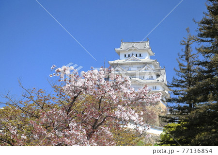 春・桜咲く向御屋敷跡から姫路城を望む② 春・桜咲く向御屋敷跡から姫路城を望む② 77136854