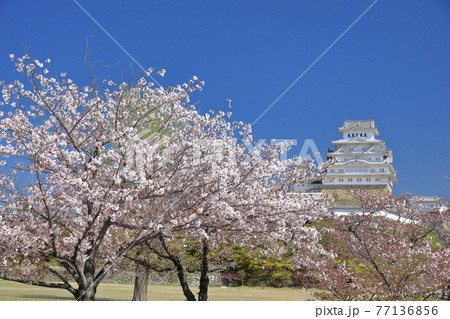 春・桜咲く向御屋敷跡から姫路城を望む③ 春・桜咲く向御屋敷跡から姫路城を望む③ 77136856