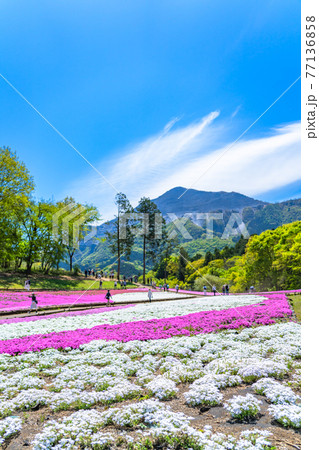 日本の春 埼玉県秩父 羊山公園の芝桜と武甲山の風景 日本の春 埼玉県秩父 羊山公園の芝桜と武甲山の風景 77136858