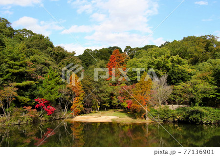兵庫県立甲山森林公園のみくるま池　緑の木々の中に多種多様な紅葉を中央に配置 77136901