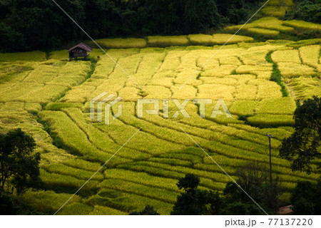 The beautiful scenery of the golden terraced rice field in Khun Pae, Chiang Mai, Thailand. The beautiful scenery of the golden terraced rice field in Khun Pae, Chiang Mai, Thailand. 77137220
