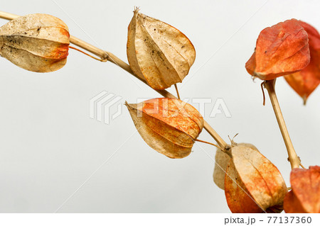 Dried flowers. Educational still life for drawing. 77137360