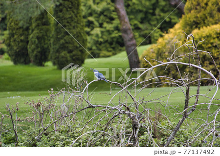 カナダのヤマセミが枝の上で小魚を食べる様子 ウエストバンク-バー ブリティッシュコロンビア カナダ カナダのヤマセミが枝の上で小魚を食べる様子 ウエストバンク-バー ブリティッシュコロンビア カナダ 77137492