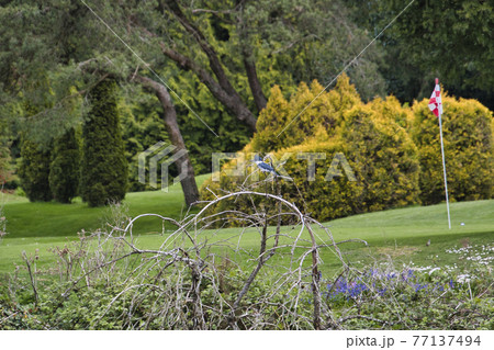 カナダのヤマセミが枝の上で小魚を食べる様子　　ウエストバンク－バー　ブリティッシュコロンビア　カナダ 77137494