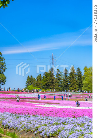 日本の春 埼玉県秩父 羊山公園の芝桜 77138355