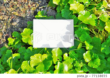 緑の水草のチドメグサと綺麗な小川にの空白の長方形のタイトルフレームのモックアップ 77138655