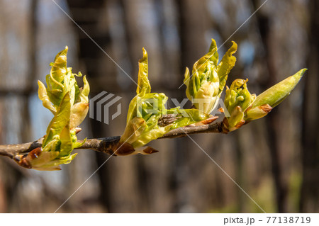 Russia. April 30, 2021.The first green leaves break through the buds on the trees in the parks and squares of Kronstadt. 77138719