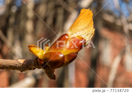 Russia. April 30, 2021. Large swollen buds on chestnuts in parks and squares of Kronstadt. 77138720