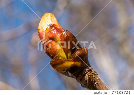 Russia. April 30, 2021. Large swollen buds on chestnuts in parks and squares of Kronstadt. Russia. April 30, 2021. Large swollen buds on chestnuts in parks and squares of Kronstadt. 77138721
