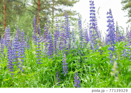 Blue lupine blossom flowers on the meadow. 77139329
