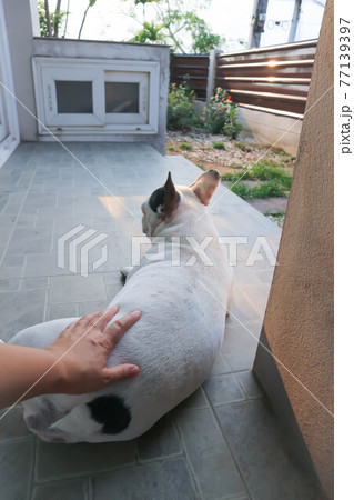 dog or French bulldog, groping a dog dog or French bulldog, groping a dog 77139397