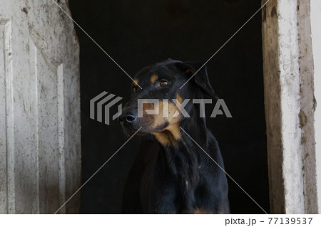 handsome rescued male Doberman (ドーベルマン) 77139537