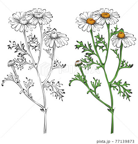 Chamomile silhouette and colorful isolated on white background Chamomile silhouette and colorful isolated on white background 77139873
