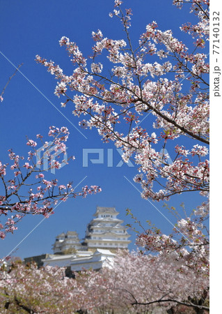 お花見の頃の姫路城【縦】⑥ お花見の頃の姫路城【縦】⑥ 77140132