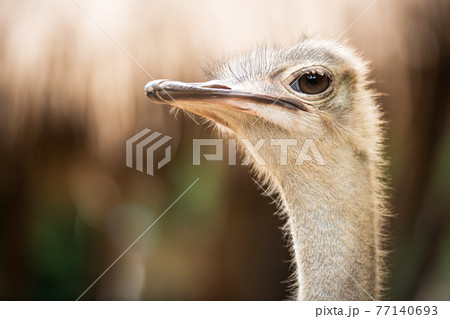 Ostrich Ostrich 77140693