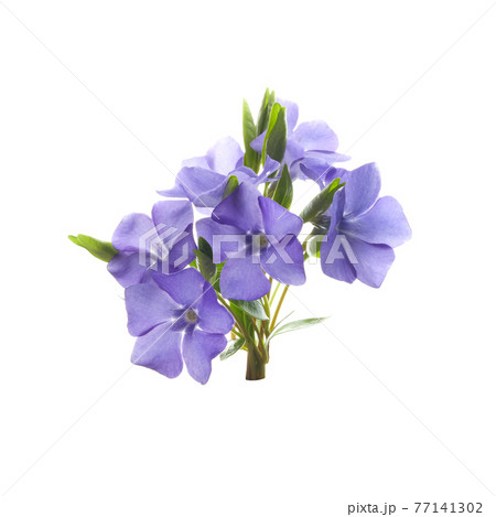 Beautiful blue periwinkle flower with isolated on white background. Purple flower. Beautiful blue periwinkle flower with isolated on white background. Purple flower. 77141302