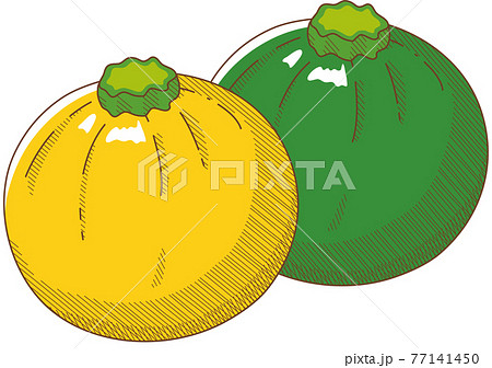 緑と黄色の丸型ズッキーニのイラスト素材