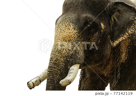 Elephant with a broken tusk isolated in white background Elephant with a broken tusk isolated in white background 77142119