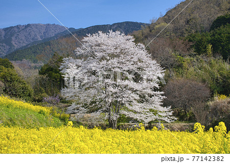 【秦野市】蓑毛の淡墨桜 77142382
