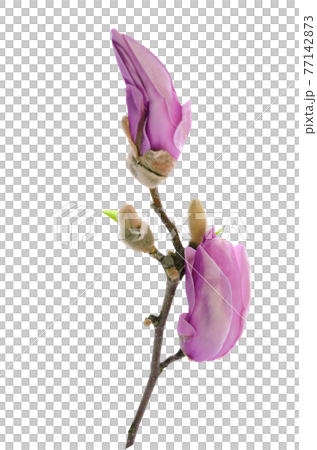 Early spring blooming pink magnolia buds isolated on a white background. PNG file with transparent background. 77142873
