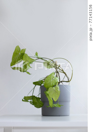 Beautiful Syngonium flower in an old concrete pot stands on a minimal white table against a gray background. 77143156
