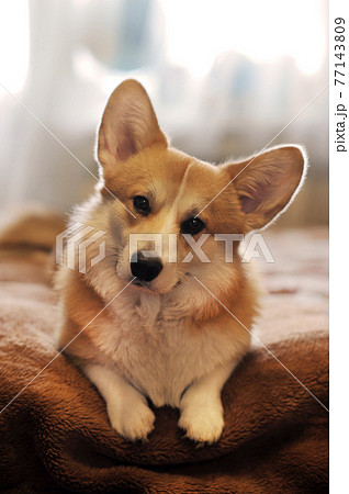 Pembroke Welsh Corgi dog lying on a bedspread Pembroke Welsh Corgi dog lying on a bedspread 77143809