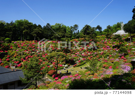 4月 青梅95観音像と護摩堂 つつじまつり 塩船観音寺の写真素材 4月 青梅95観音像と護摩堂 つつじまつり 塩船観音寺の写真素材