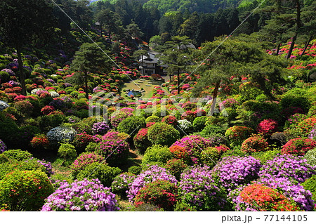 4月 青梅護摩堂とつつじまつり 塩船観音寺の写真素材