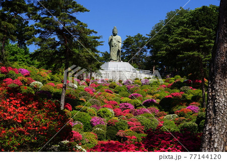 4月 青梅73観音像とつつじまつり 塩船観音寺の写真素材