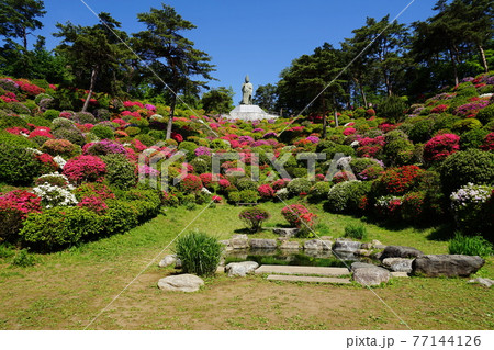 4月 青梅67観音像と観音池つつじまつり 塩船観音寺の写真素材 4月 青梅67観音像と観音池つつじまつり 塩船観音寺の写真素材