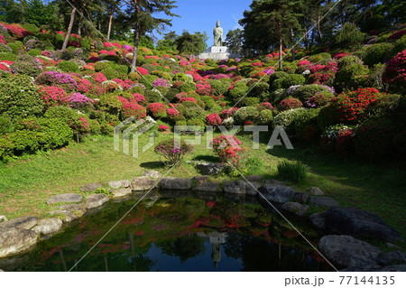 4月 青梅58観音像と観音池つつじまつり 塩船観音寺の写真素材