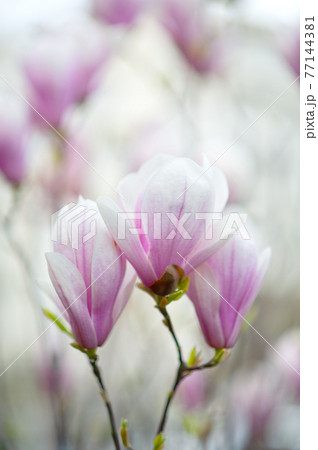 Japanese magnolia buds in spring 77144381