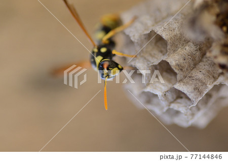 Wasps make a hive for posterity Wasps make a hive for posterity 77144846