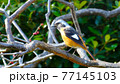 枝にとまるジョウビタキ 77145103