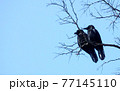 夫婦のカラス 77145110