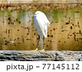 立っているサギ 77145112