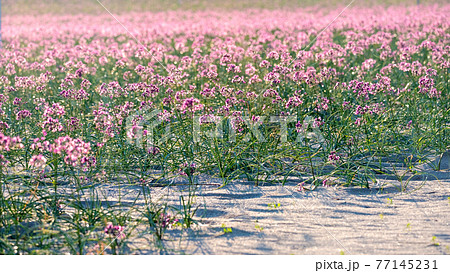 ラッキョウの花 (鳥取県北栄町産) ラッキョウの花 (鳥取県北栄町産) 77145231