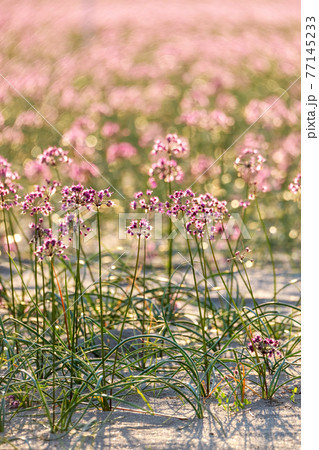 ラッキョウの花 鳥取県北栄町産 の写真素材