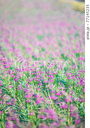 ラッキョウの花　（鳥取県北栄町産） 77145235