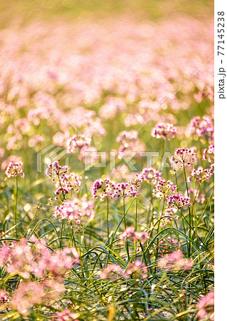 ラッキョウの花 鳥取県北栄町産 の写真素材