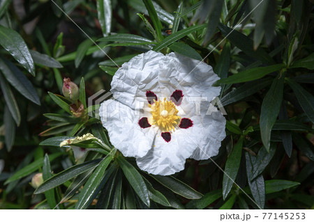キストウスキプルスの花【つくば植物園】 77145253