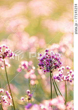 ラッキョウの花 (鳥取県北栄町産) ラッキョウの花 (鳥取県北栄町産) 77145254