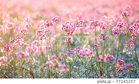 ラッキョウの花 鳥取県北栄町産 の写真素材