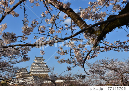 日本の兵庫県の姫路市 世界遺産で国宝でもある姫路城 春の桜と青空と立派な天守閣 日本の兵庫県の姫路市 世界遺産で国宝でもある姫路城 春の桜と青空と立派な天守閣 77145706