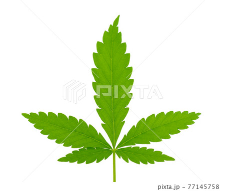 Cannabis leaf isolated on white background. Hemp leaf close up. Marijuana green leaf. Cannabis leaf isolated on white background. Hemp leaf close up. Marijuana green leaf. 77145758