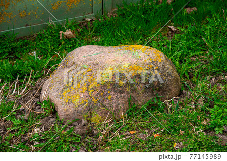 A large stone covered with moss lies in the grass. A huge boulder overgrown with moss in the backyard 77145989