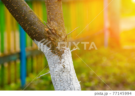 Whitewashed bark of tree growing in sunny orchard garden on blurred background with flare effect. Spring gardening, preparing the tree for spring. Whitewashed bark of tree growing in sunny orchard garden on blurred background with flare effect. Spring gardening, preparing the tree for spring. 77145994
